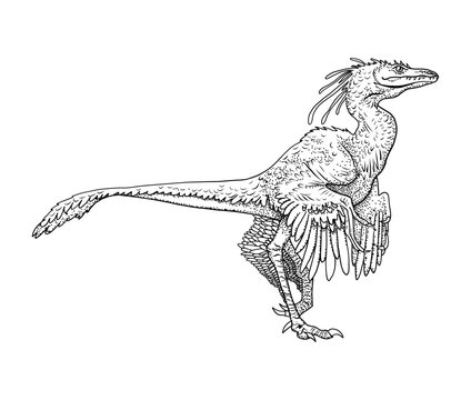 Microraptor dinosaur vintage engraved realistic detailed illustration