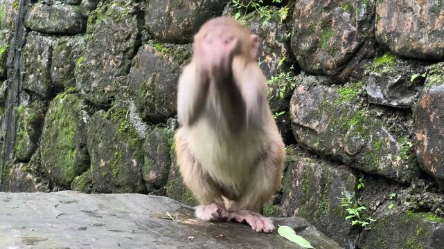 Japanese macaque sitting on ground. Wild animal in habitat. Primate behavior in nature. Wildlife observation, conservation and biology study concept. Monkey catches and eats food.