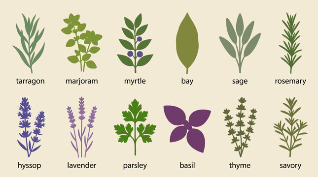 Culinary herbs flat vector illustration set with names including tarragon marjoram basil thyme rosemary and lavender on beige background