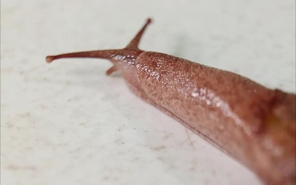 Macro footage showing a brown slug slowly crawling across a white surface. Detailed texture and movement captured for wildlife, biology, pest control, and nature-related projects.