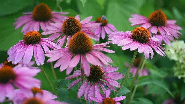 A cluster of pink echinacea flowers stands out in a lush green garden, showcasing their vibrant petals under bright sunlight.