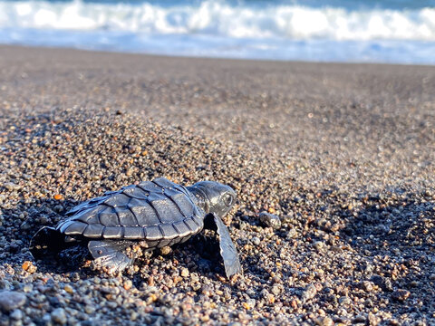 Newly hatched sea turtle hatchlings crawl across the sandy beach toward the ocean as large waves crash along the shore. Sea turtle conservation on the southern coast of Yogyakarta, Indonesia.