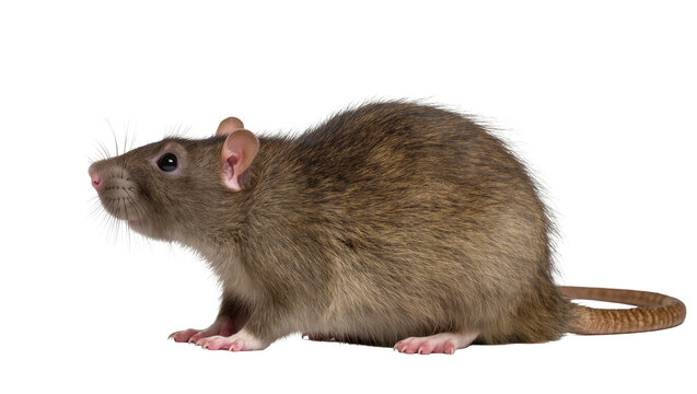 Brown rat with fur and long tail on white