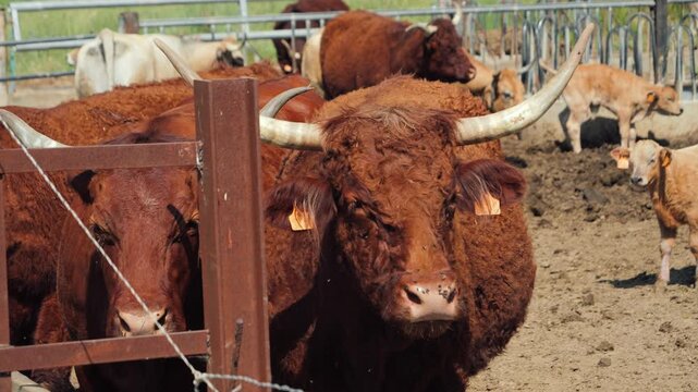 Close-up of cows and bulls grazing inside a farm enclosure. Animal husbandry, beef production, sustainable farming and countryside agriculture concept. High quality 4k footage