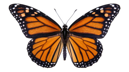 Monarch butterfly with orange black, and white wings spread © Fried