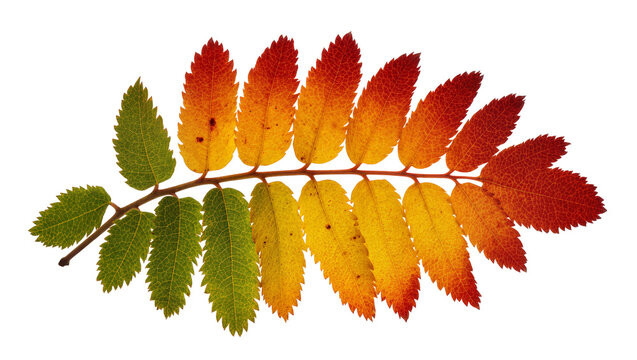 Rowan branch with leaves changing color from green to red