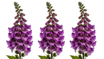 Three purple foxglove flowers with spotted throats © Fried