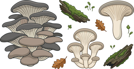 Oyster mushroom vector illustration set with edible forest fungus clusters oak leaves mossy tree bark isolated on white background © Mdjony