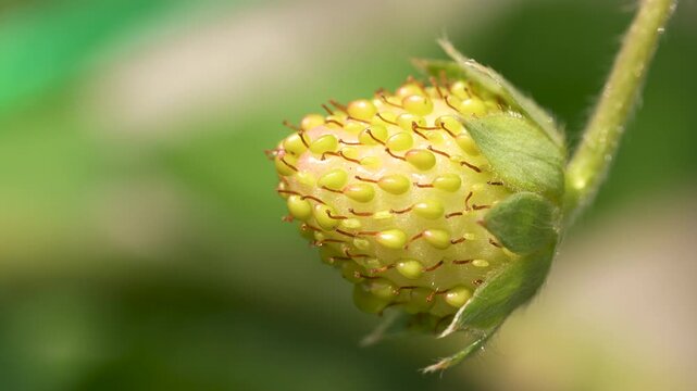 Extreme macro shot of a young unripe green strawberry growing on its stem in a garden, showing detailed seeds and texture.