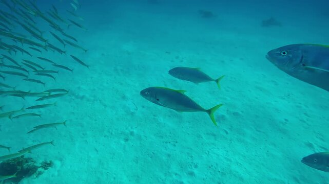 Close-up of a group of Yellowspotted Trevally, Carangoides fulvoguttatus chasing a school of juvenile Yellowtail Barracuda, Sphyraena flavicauda swimming over sandy bottom background.