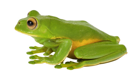 Fototapeta premium Green tree frog with yellow belly and large eyes