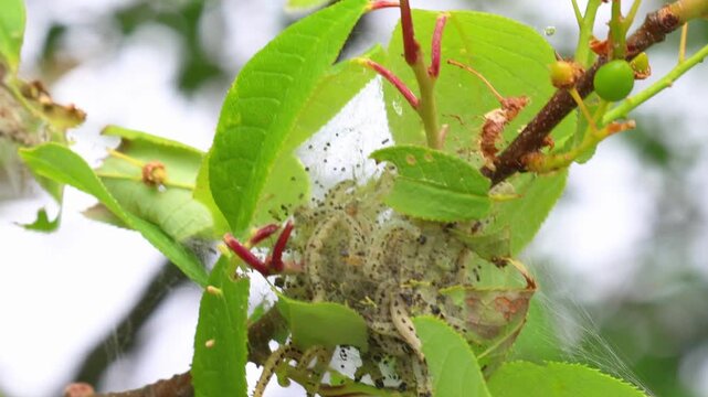 parasites on tree leaves. They damage the tree and destroy it.
