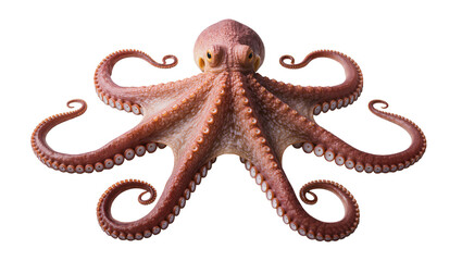 Pink octopus with eight tentacles spread out © Fried