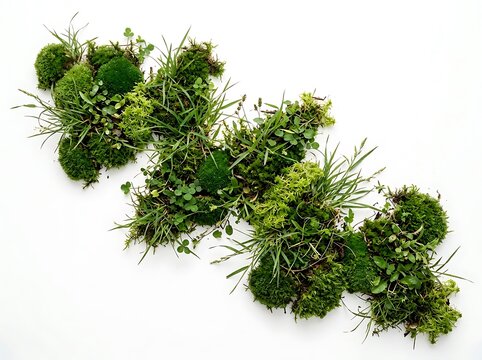 Variety of lush green mosses and small plants arranged in a winding pattern on a clean white background natural texture