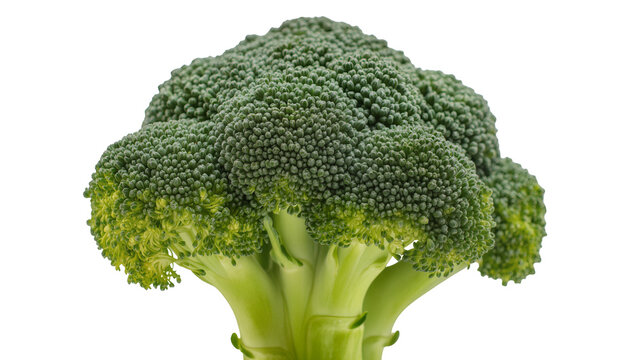 Fresh green broccoli head with thick stalk
