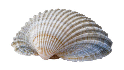 Ribbed seashell with beige white, and blue hues © Vetle