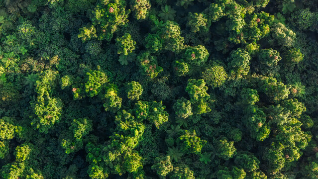 Aerial view of dense tropical forest canopy with lush green trees and sunlight hitting the foliage in Sukabumi, West Java, Indonesia.