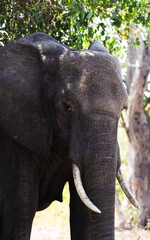 Fototapeta premium Majestic elephant close up in Chobe National Park during daytime