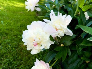 Fototapeta premium Beautiful white peony flowers blooming in the garden, close up of fluffy peonies bush on a sunny day with green lawn background