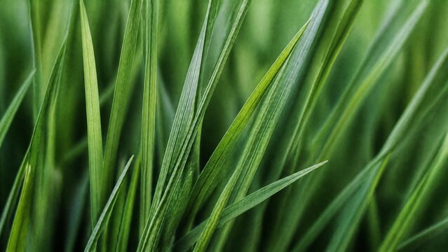 Close-up of slender ryegrass blades creating a dense pattern of green lines.
