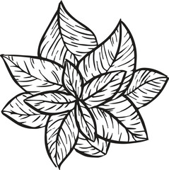 Hand Drawn Mint Leaf Line Art Vector Illustration © designwithchin