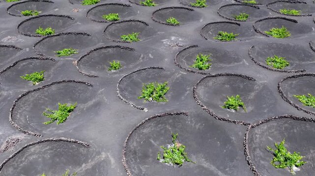 Aerial View of La Geria Lanzarote Volcanic Vineyards and Malvasia Wine Production Valley
