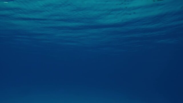 Underwater view of small waves on blue ocean surface during doldrums. A calm blue water surface. Natural background with ripples on the sea surface on a calm day