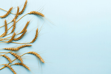 Obraz premium Sheaf of wheat ears close up and seeds on colored background. Natural cereal plant, harvest time concept. Top view, flat lay with copy space. world wheat crisis