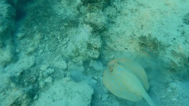 Blue spotted Stingray, Taeniura lymma on seabed with coral rubble in shallow water on an inland reef, next to it feeding a school of Striped Eel Catfish, Plotosus lineatus in the evening, top view