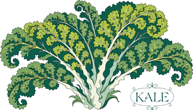 Very beautiful vibrant kale leaves featuring curly green foliage, detailed botanical textures, fresh organic appearance, and an elegant decorative label reading "KALE", isolated on white background in