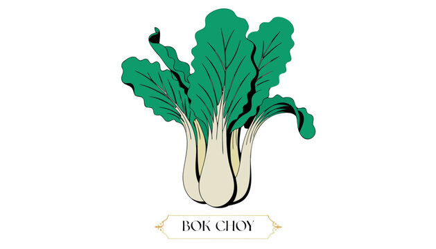 Very beautiful vibrant bok choy plant featuring crisp green leaves, pale stems, realistic botanical details, and an elegant decorative label reading "BOK CHOY", isolated on white background in premium
