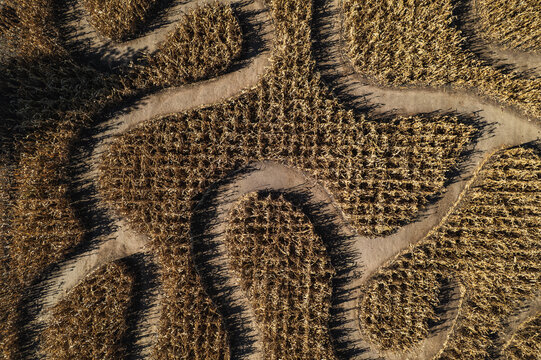 Aerial view of an intricate corn maze with winding dirt paths through dry golden stalks during the autumn harvest in South Barrington, Illinois, United States.