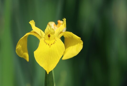 Iris pseudacorus (yellow flag, yellow iris, water flag)