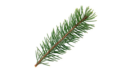 Green coniferous pine or spruce tree branch needle details isolated on transparent background © Pavel