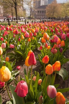 Tulips in a garden, Copley Square