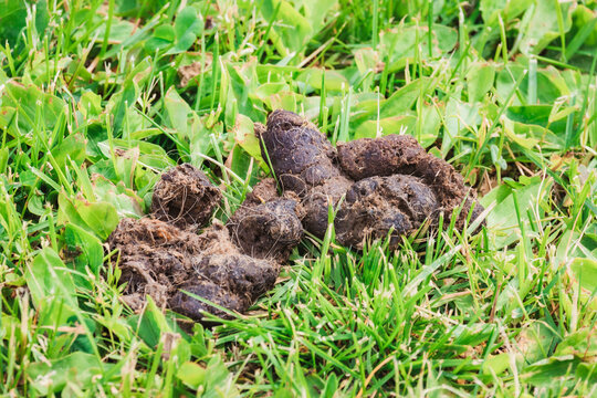 Animal Focus. Beastly shit on background daisies in the grass