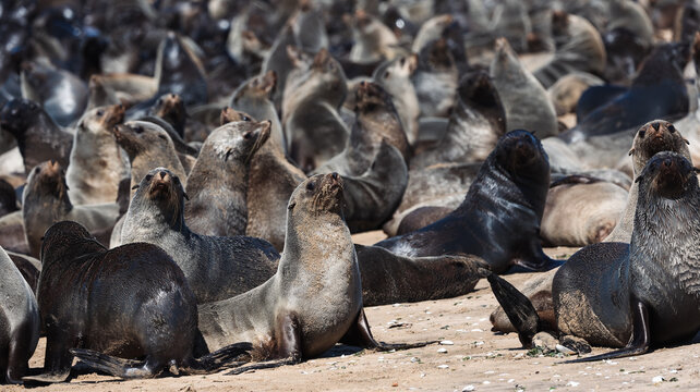 Seal colony relaxing on the sandy shores of Walvis Bay Namibia during a sunny day