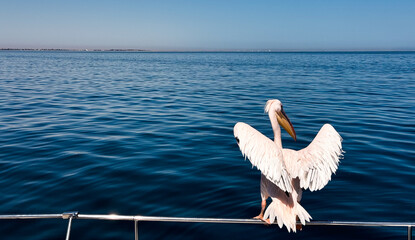 Pelican drying its wings at Walvis Bay in Namibia during a clear sunny day