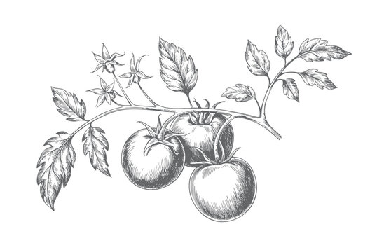 Tomato plant composition in classic monochrome engraving.
