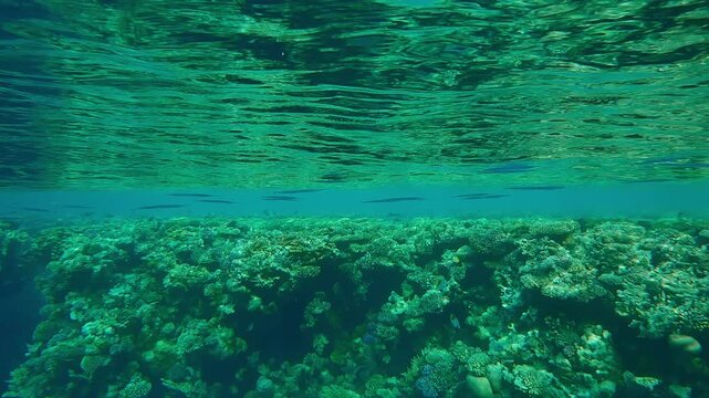 A group of Red Sea Houndfish, Tylosurus choram camouflaged hiding under emerald green water surface with ripples swimming along the edge flat-top on shallow coral reef, tropical fish swims nearby
