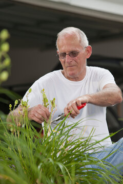 Senior man clipping seed pods of plant in his garden