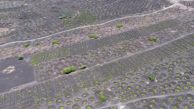 Aerial View of La Geria Lanzarote Volcanic Vineyards and Malvasia Wine Production Valley