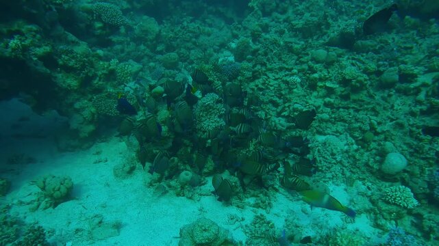 The camera zooms in on a school of Red Sea Sailfin Tang, Zebrasoma desjardinii and a variety of other tropical fish swimming and feeding on a coral reef.