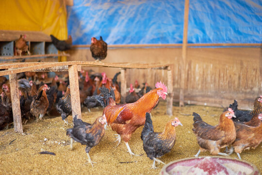 Flocks of heritage poultry thriving in spacious coops and snowy outdoors, alongside close-ups of freshly harvested brown ova in cardboard flats, highlighting sustainable agriculture and whole foods.