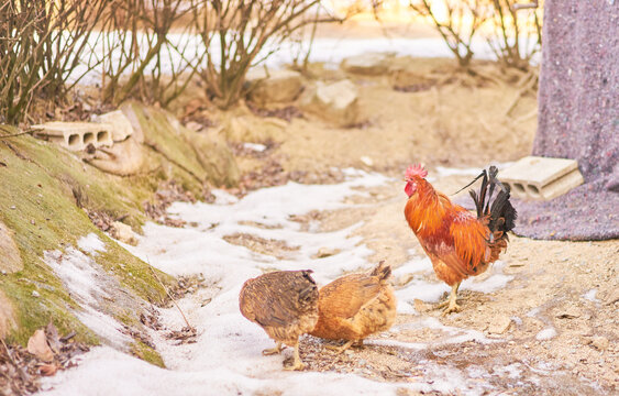 Flocks of heritage poultry thriving in spacious coops and snowy outdoors, alongside close-ups of freshly harvested brown ova in cardboard flats, highlighting sustainable agriculture and whole foods.