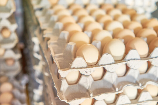 Flocks of heritage poultry thriving in spacious coops and snowy outdoors, alongside close-ups of freshly harvested brown ova in cardboard flats, highlighting sustainable agriculture and whole foods.