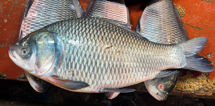 Fresh raw rohu fish, also known as labeo rohita, displayed for sale at a local fish market in india, closeup view of the carp fish