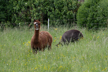 Fototapeta premium alpaka tier natur lama familie