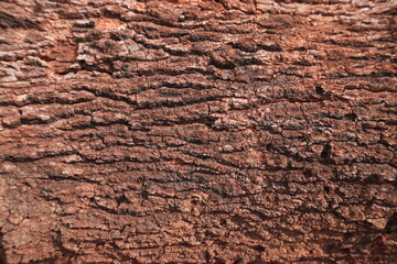 Naklejka premium Red tree bark texture background 