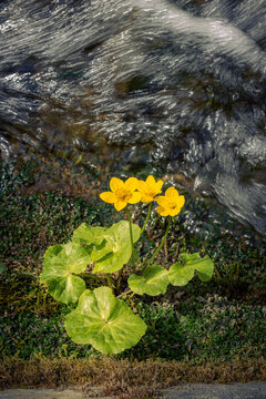 Yellow flowers with green leaves on the bank of a flowing body of water in a natural setting, marsh marigold, Caltha palustris, Engen, Baden-Wuerttemberg, Germany